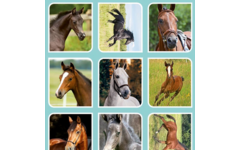 Beloningsstickers 109 Veulens en paarden 40 motieven, 800 stickers