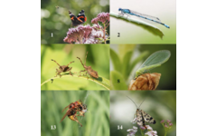 Beloningsstickers 496 Insecten en beestjes 40 motieven, 800 stickers