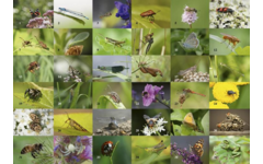 Beloningsstickers 496 Insecten en beestjes 40 motieven, 800 stickers