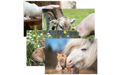 Miniposter 1083 Boerderijduo's 4 motieven, 20 stuks