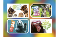 Ansichtkaarten 5760 Felicitatiedieren 4 motieven, 48 kaarten