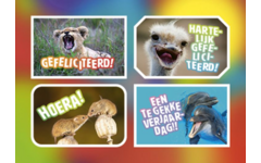Ansichtkaarten 5760 Felicitatiedieren 4 motieven, 48 kaarten