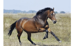 Beloningskaarten 4613 Paarden 4 motieven, 96 stuks