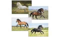 Beloningskaarten 4613 Paarden 4 motieven, 96 stuks