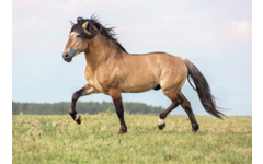 Beloningskaarten 4613 Paarden 4 motieven, 96 stuks