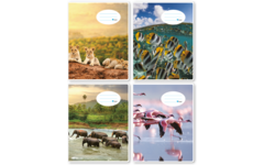 Schriften 24 lijnen, dieren in het wild, 16,5 x 21 cm, 80 gr (25 stuks)