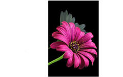 Diamond painting natuur met standaard assorti